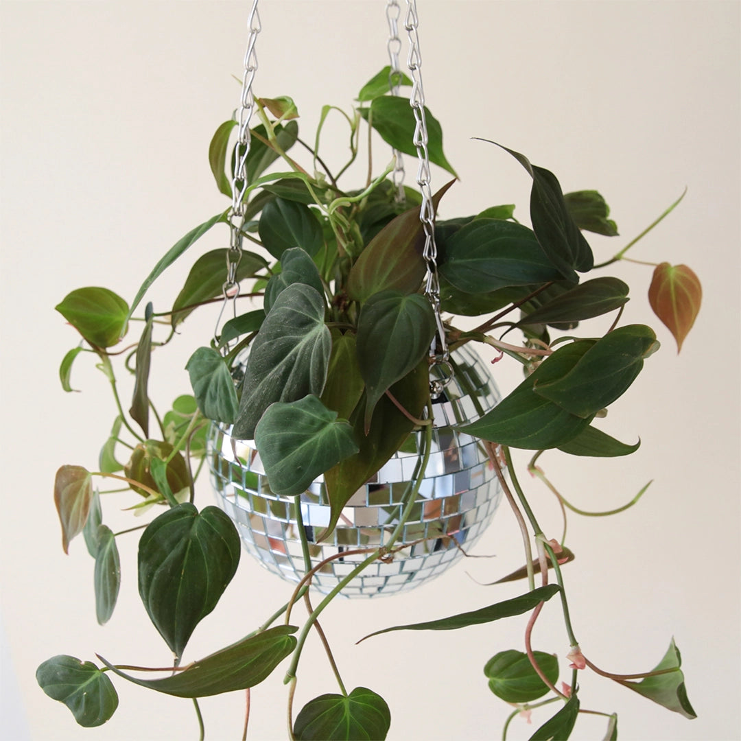 On a peachy background is a silver mirrored glass disco ball shaped planter with a silver chain hanger.
