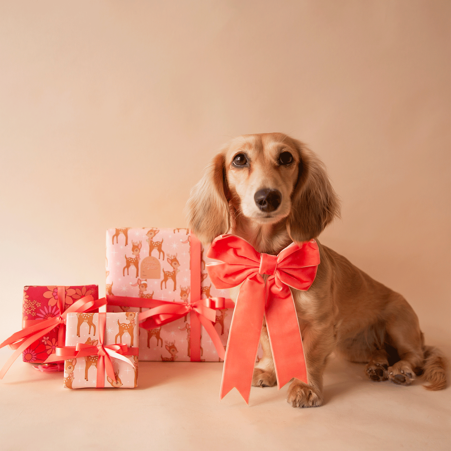 On a tan background is a dachshund sitting next to wrapped gifts and wearing our velvet bow in the shape peach.