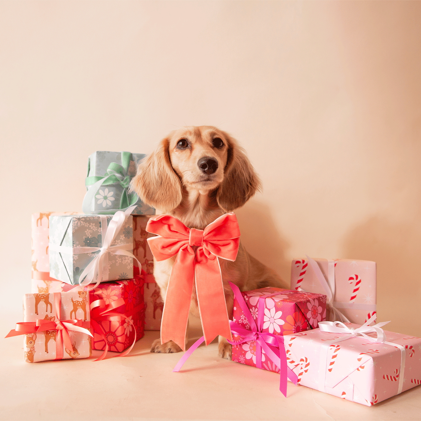 On a tan background is a dachshund sitting next to wrapped gifts and wearing our velvet bow in the shape peach.