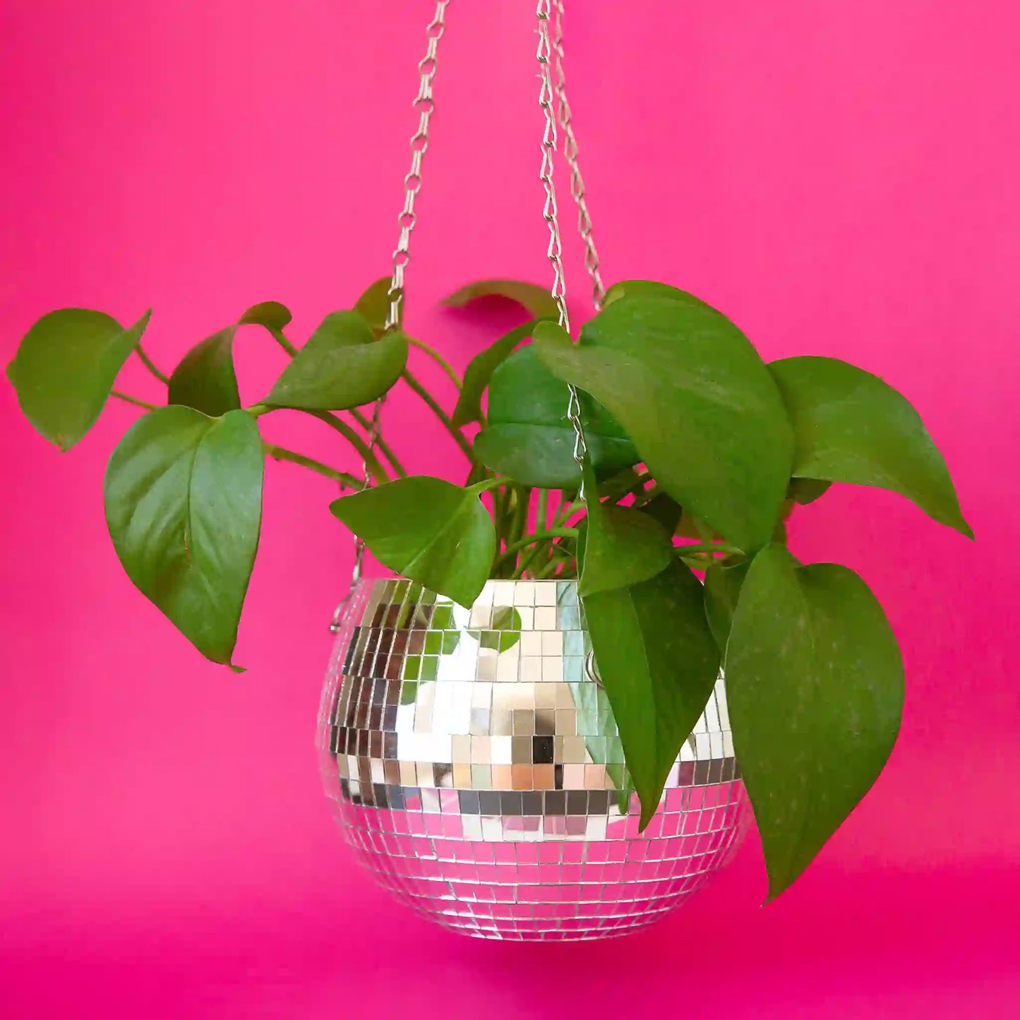 A round disco ball hanging planter with a 6" opening and a silver chain hanger photographed here with a green trailing plant.